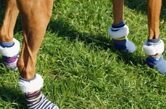 Rutschfeste Hundesocken: Schützen die Pfoten im Innenbereich
