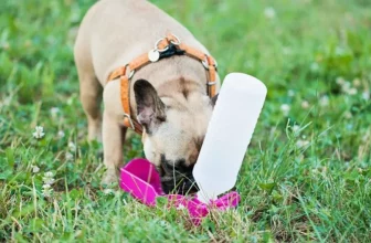 Wie schützen Sie Ihren Hund bei Outdoor-Abenteuern?